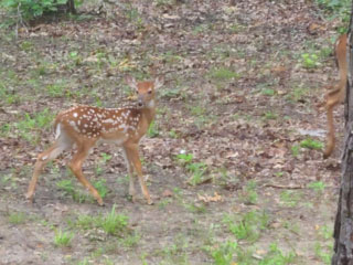 Deer and fawn in the wooded Bay Shore Estates area